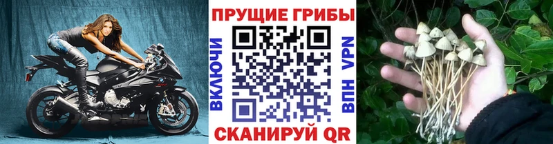 Галлюциногенные грибы Cubensis Морозовск